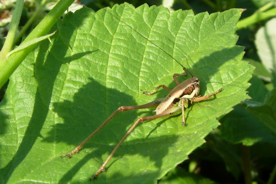 Orthoptera: sbagliando si impara